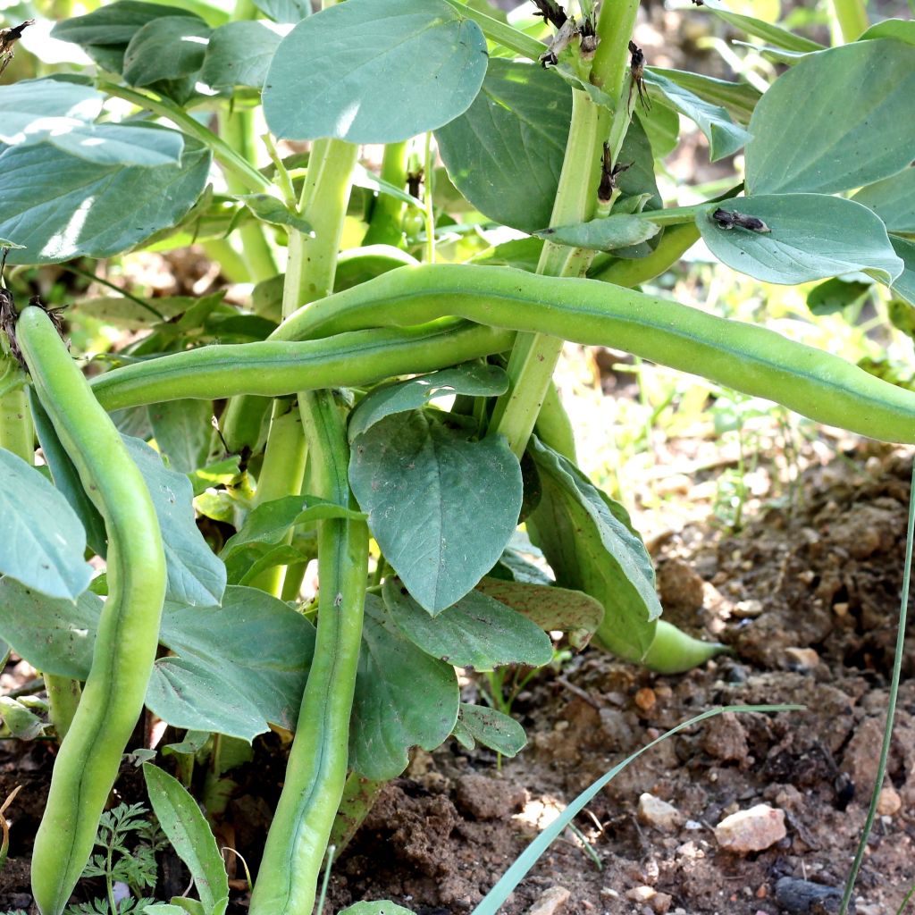 Broad Bean Aguadulce