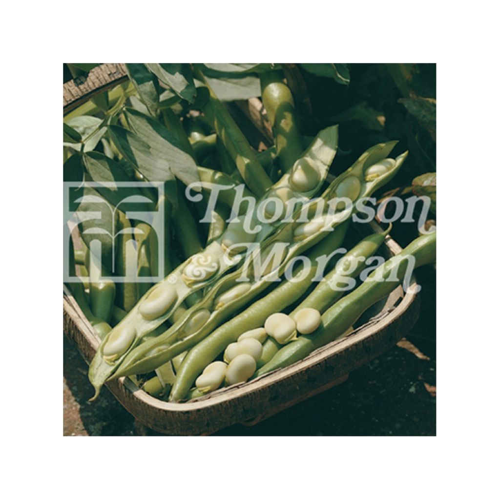 Broad bean Bunyards Exhibition