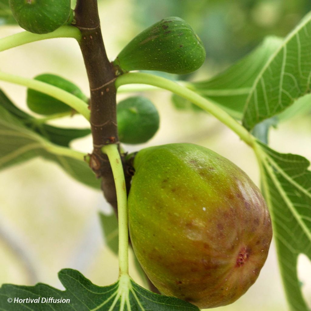 Fig Tree Goutte D'Or- Ficus carica