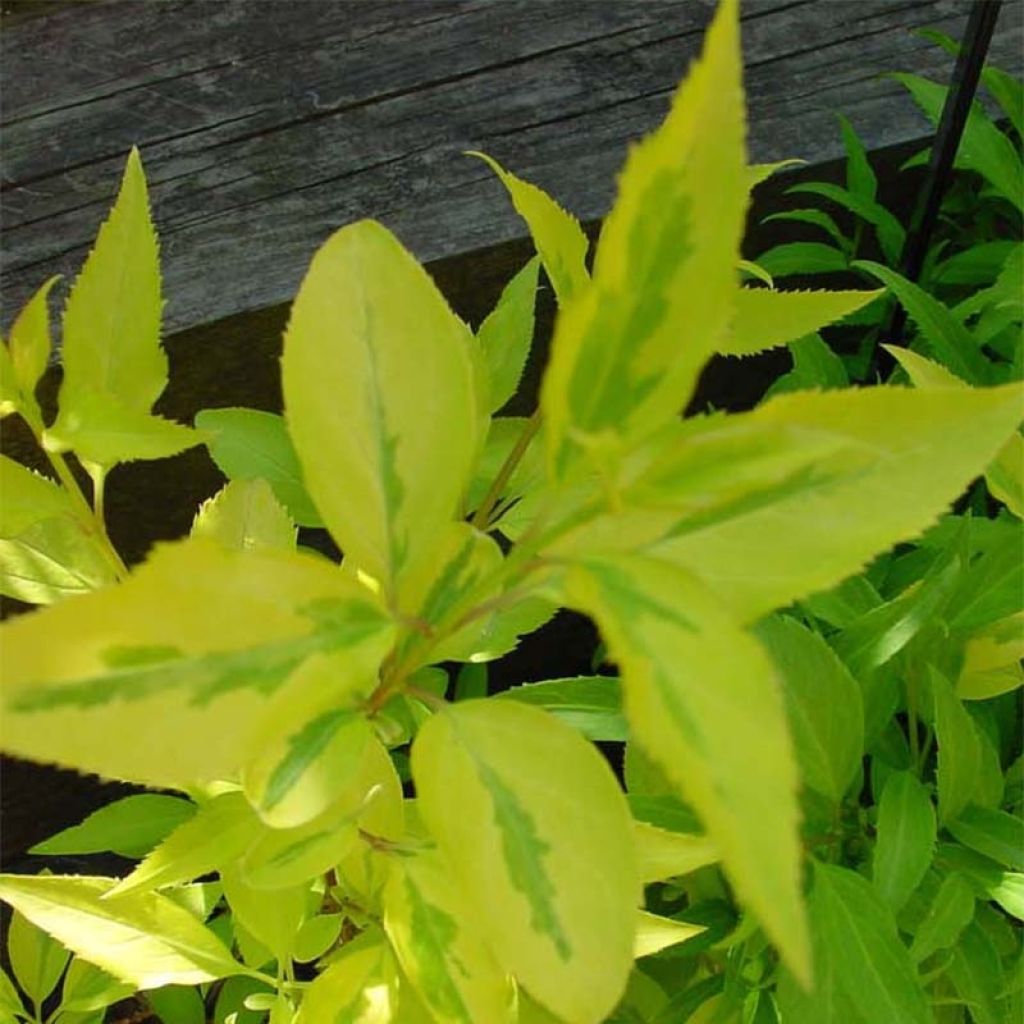 Forsythia intermedia Minigold