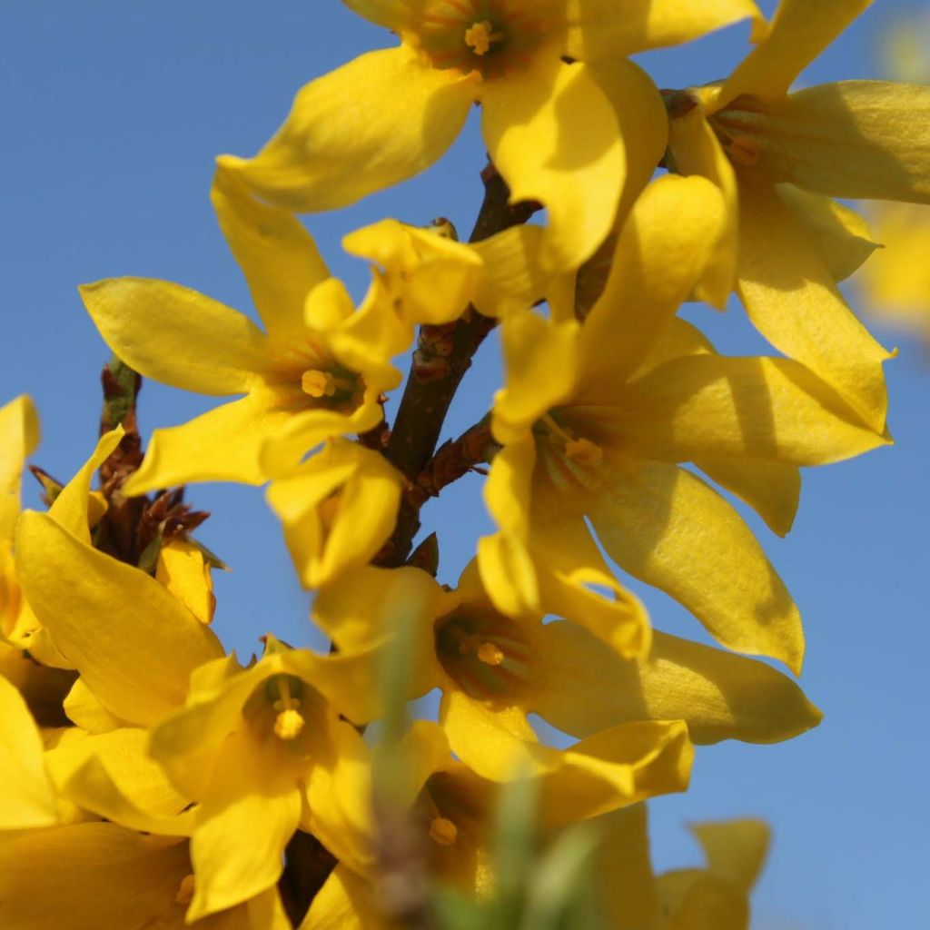 Forsythia (x) intermedia Marée d'Or