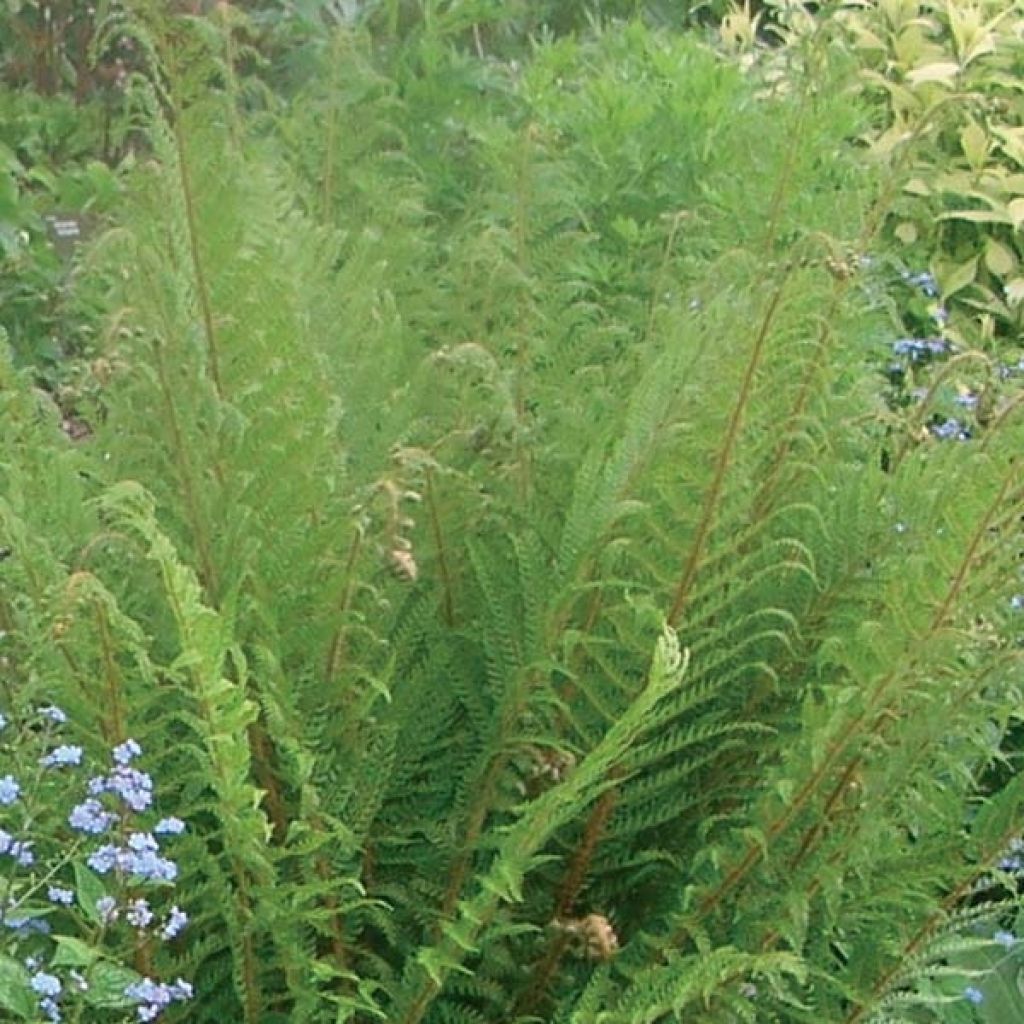 Fougère - Dryopteris affinis