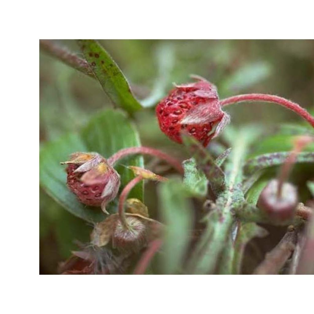 Fragaria chiloensis