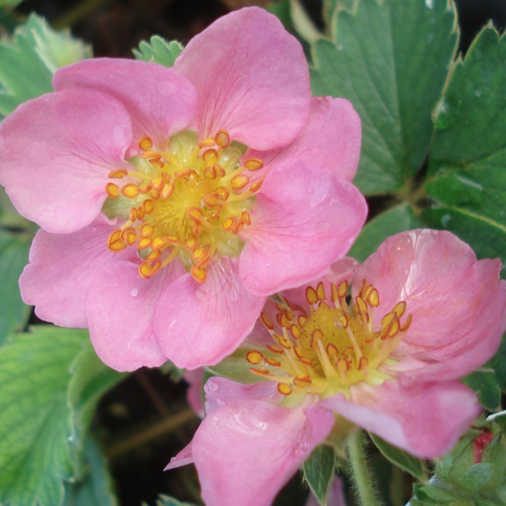 Fragaria Pink Panda