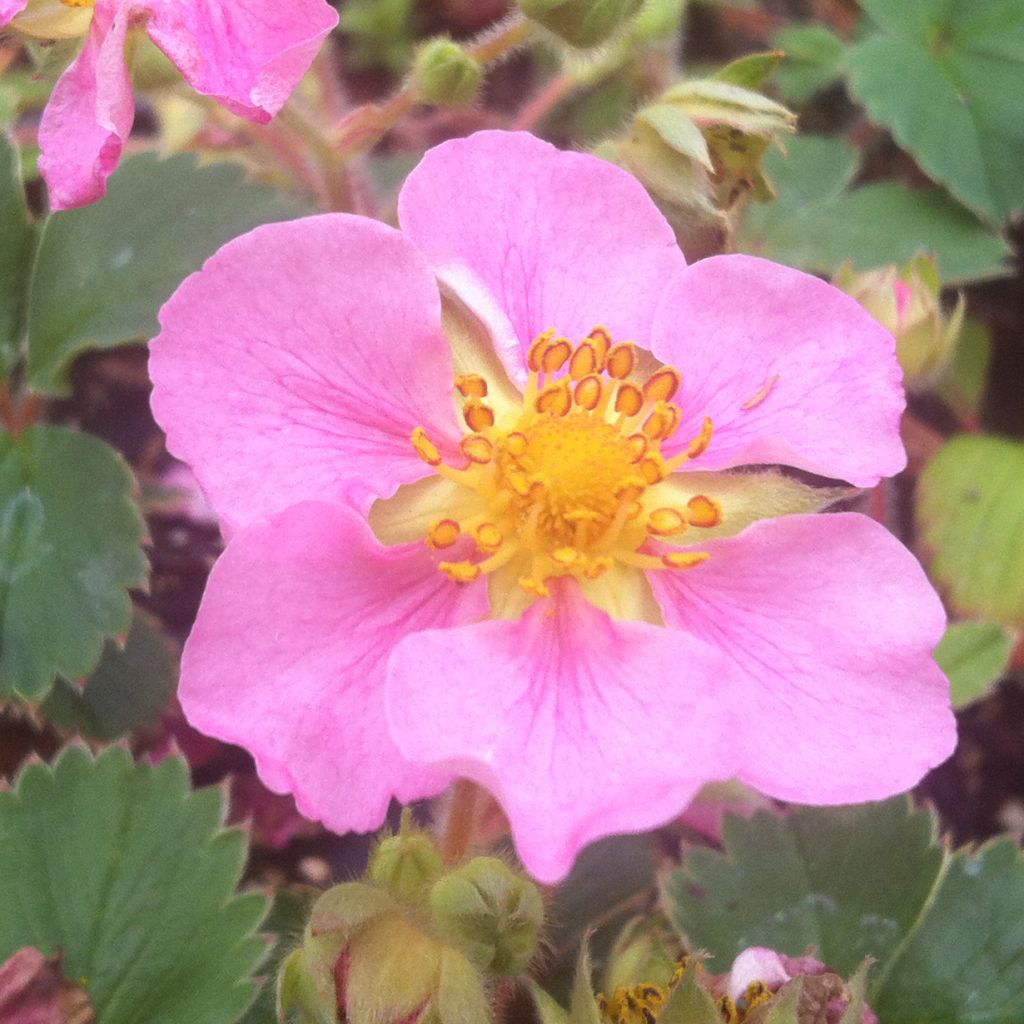 Fragaria Pink Panda