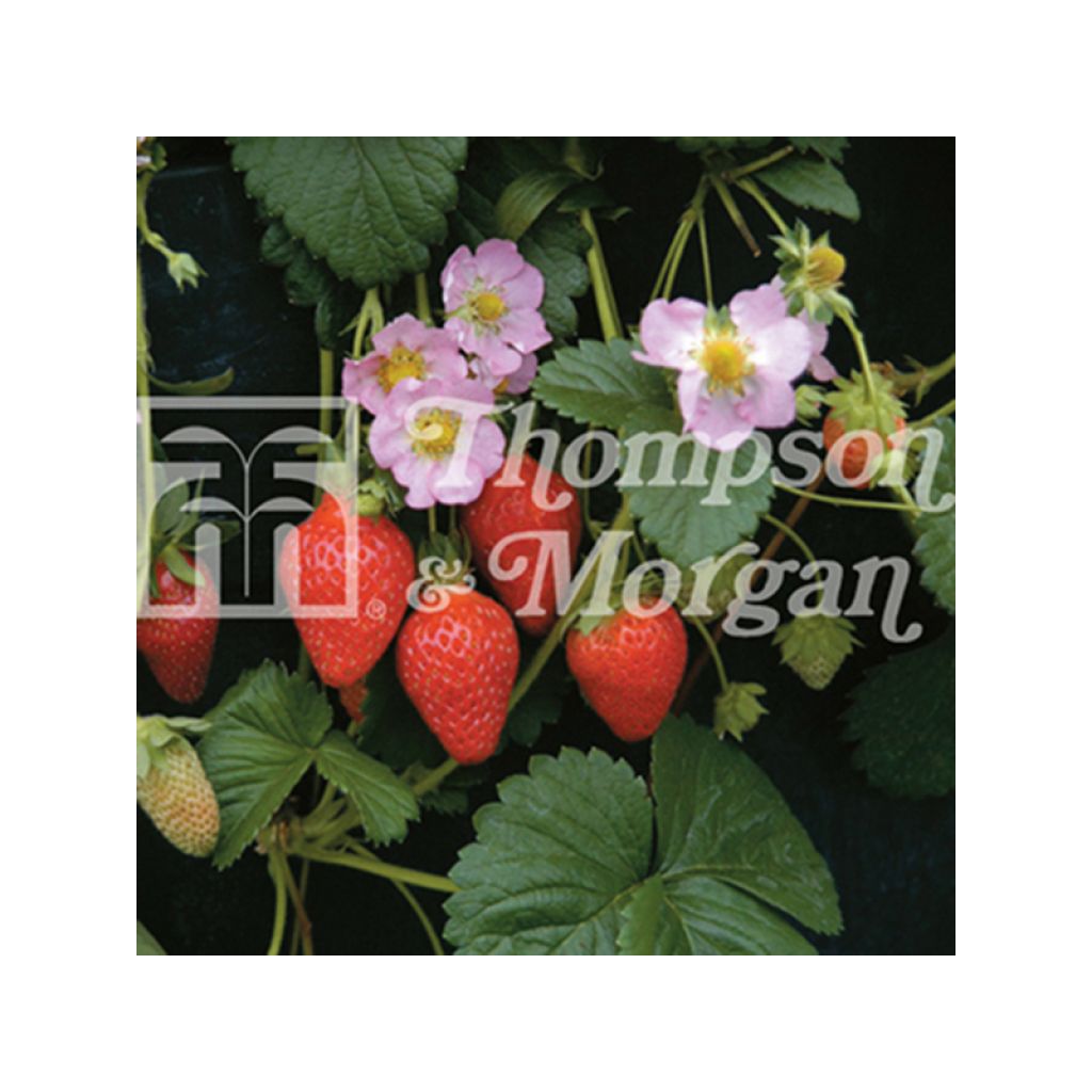 Fraisier Florian F1 - Fraises des jardins