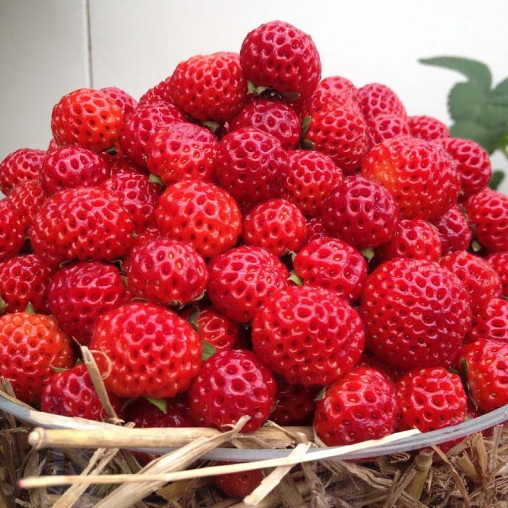 Strawberry Framberry - Fragaria ananassa