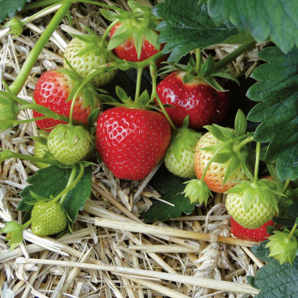 Wild Strawberry Mara des Bois plants (everbearing) - Fragaria vesca