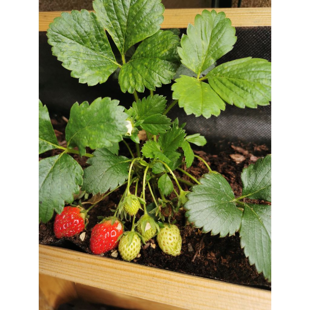 Wild Strawberry Mara des Bois plants (everbearing)