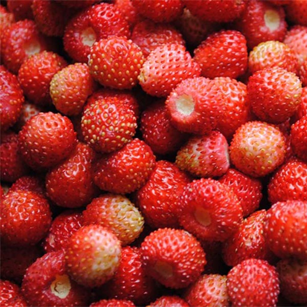 Wild Strawberry Reine des Vallées - Fragaria vesca