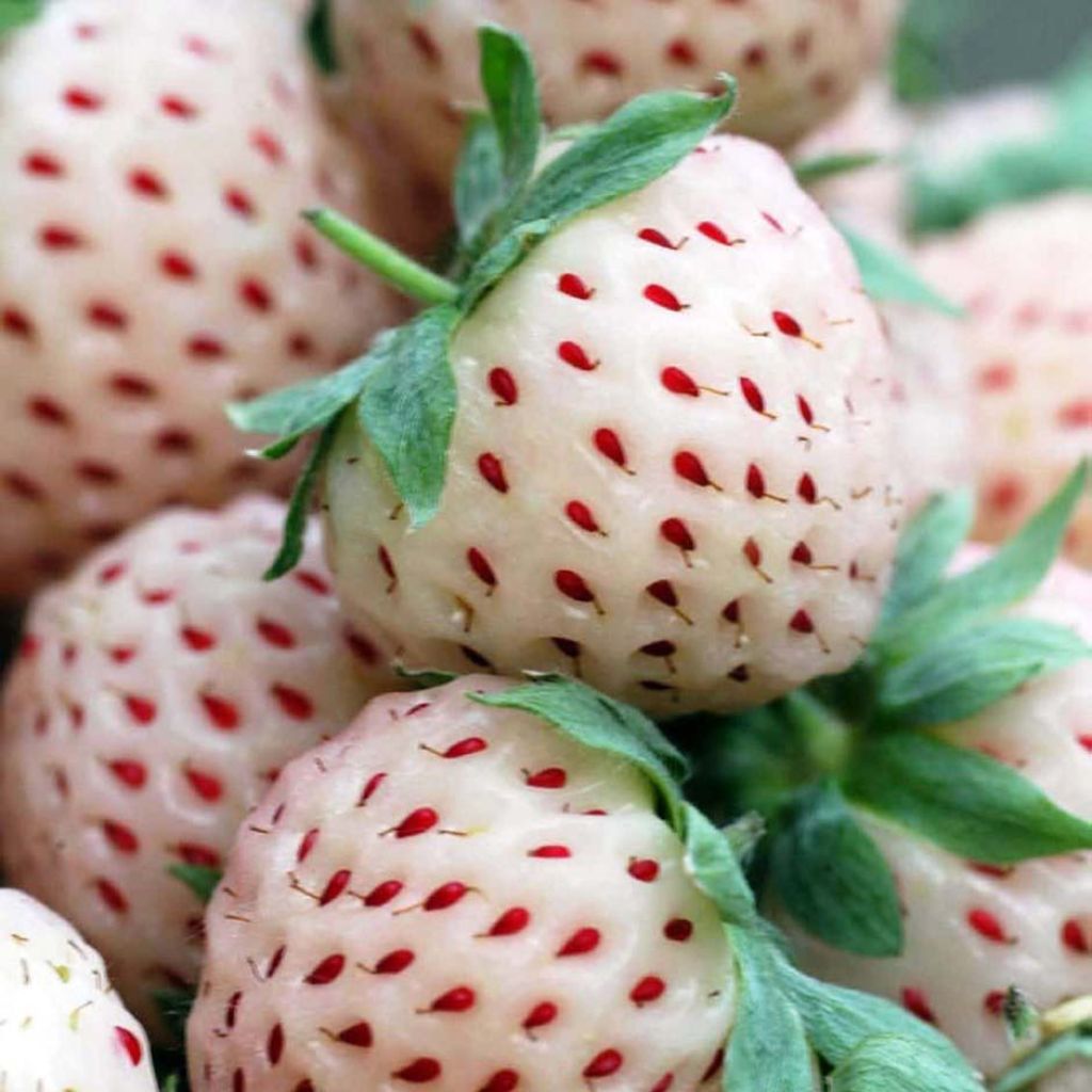 Strawberry White Pineberry - Fragaria ananassa