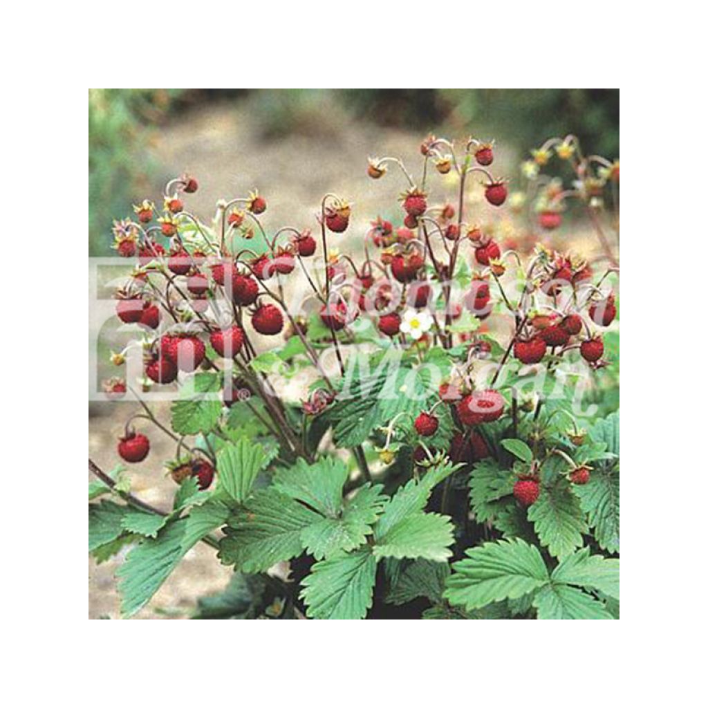 Wild Strawberry Woodland - Fragaria vesca