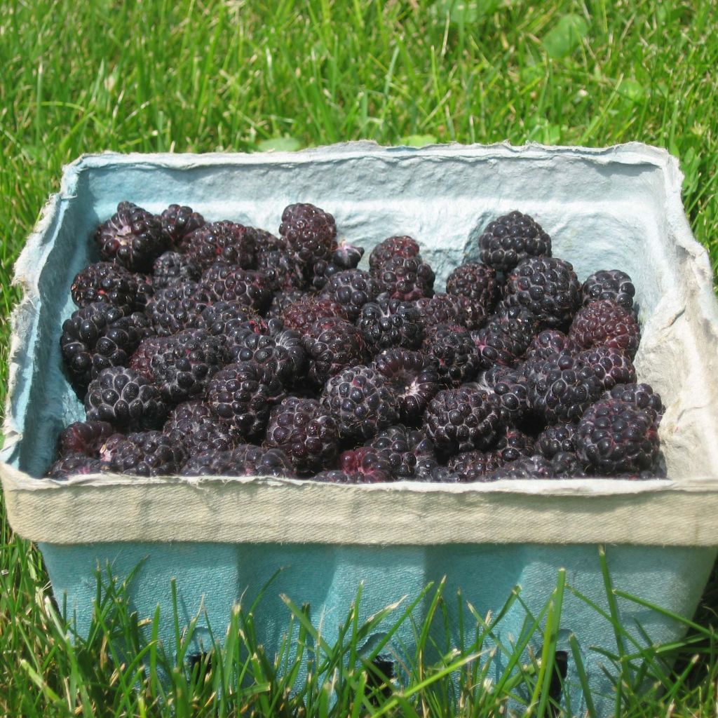 Black Jewel Raspberry - Rubus occidentalis