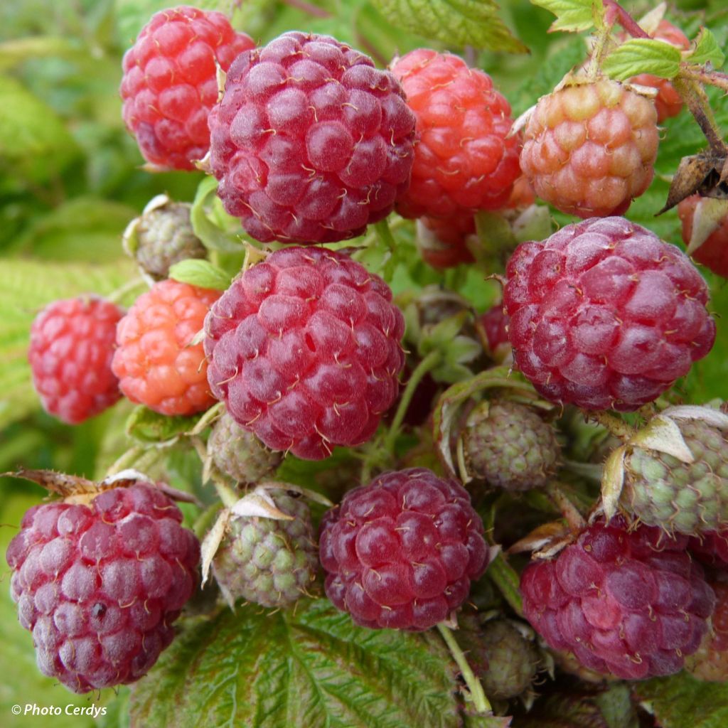 Framboisier rouge Blissy ou Autumn Bliss