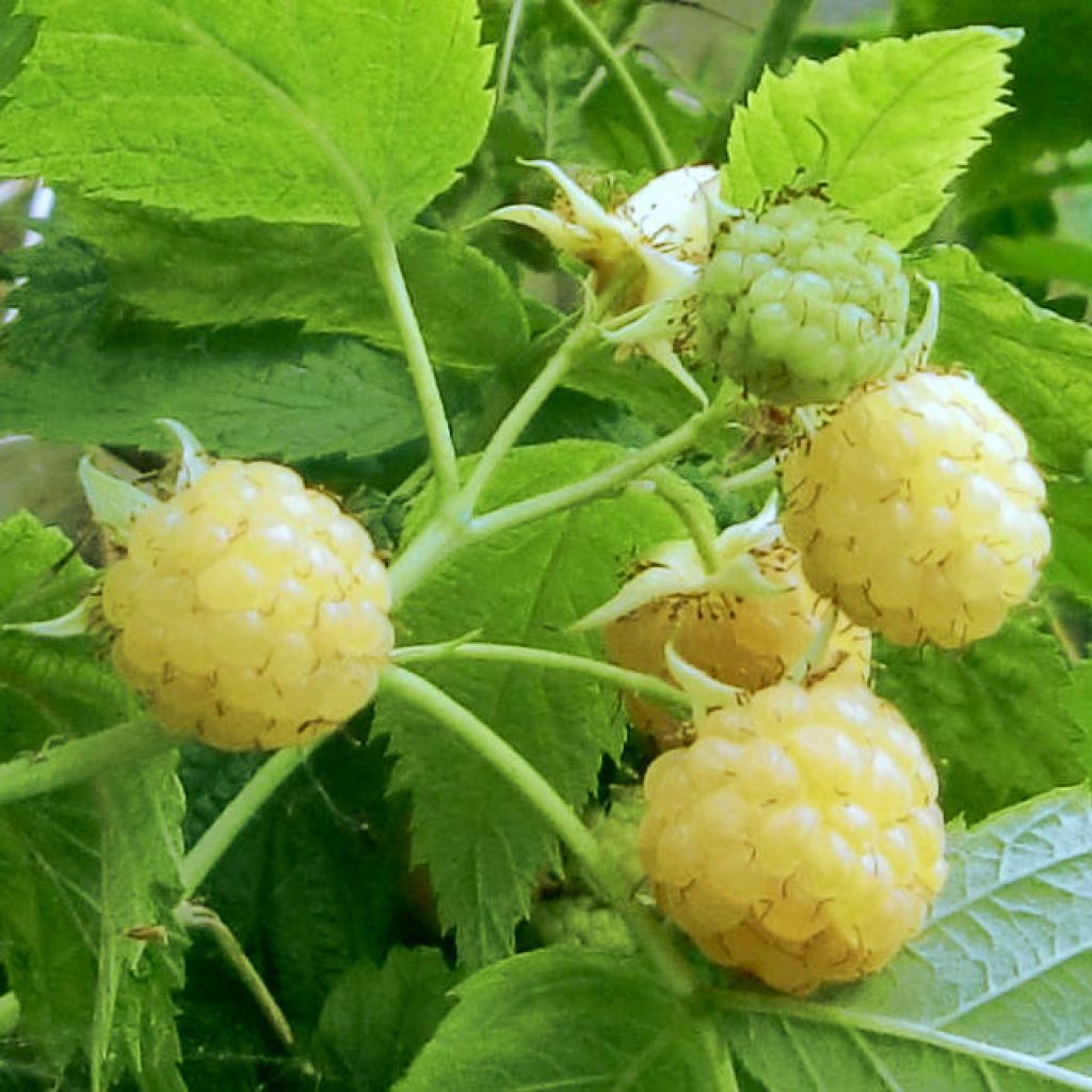 Framboisier jaune Golden Everest