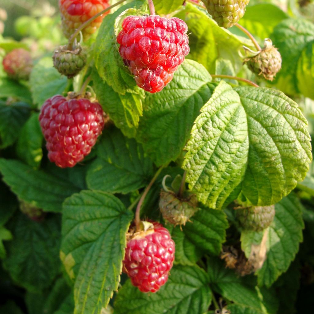 Raspberry Rustica- Rubus idaeus