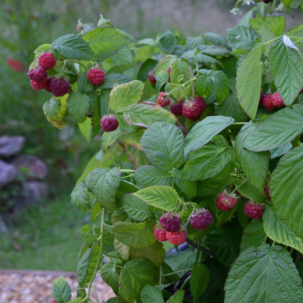 Raspberry Rustica- Rubus idaeus