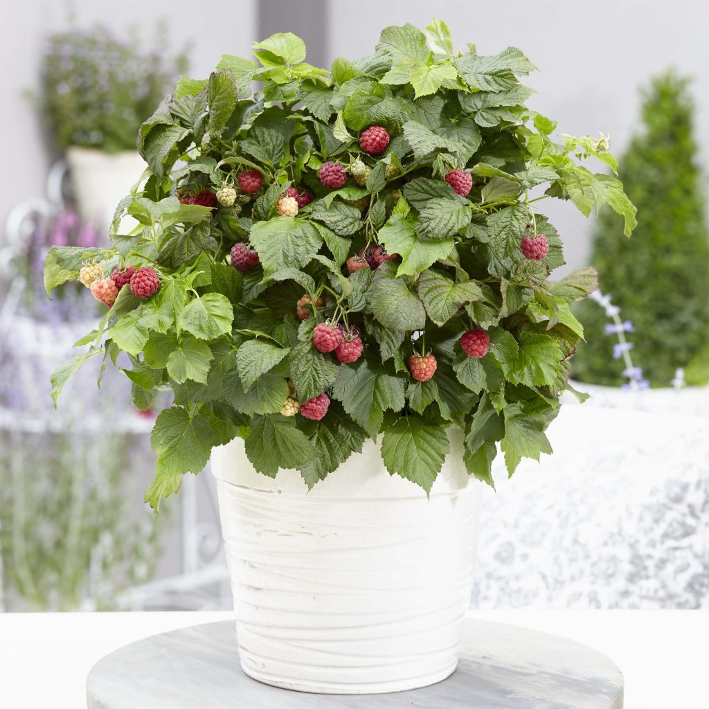 Raspberry Rustica- Rubus idaeus