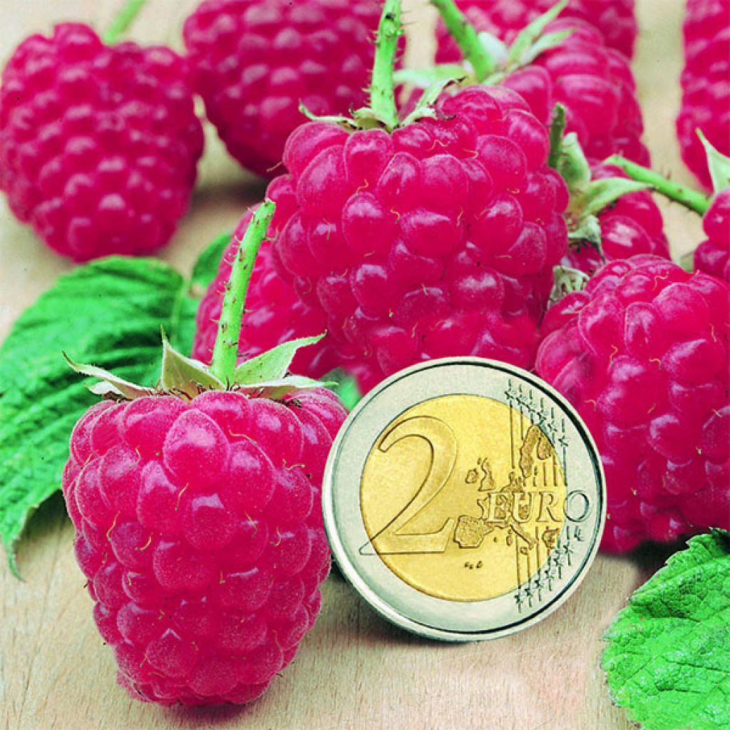 Rubus idaeus Sumo 2 - Raspberry