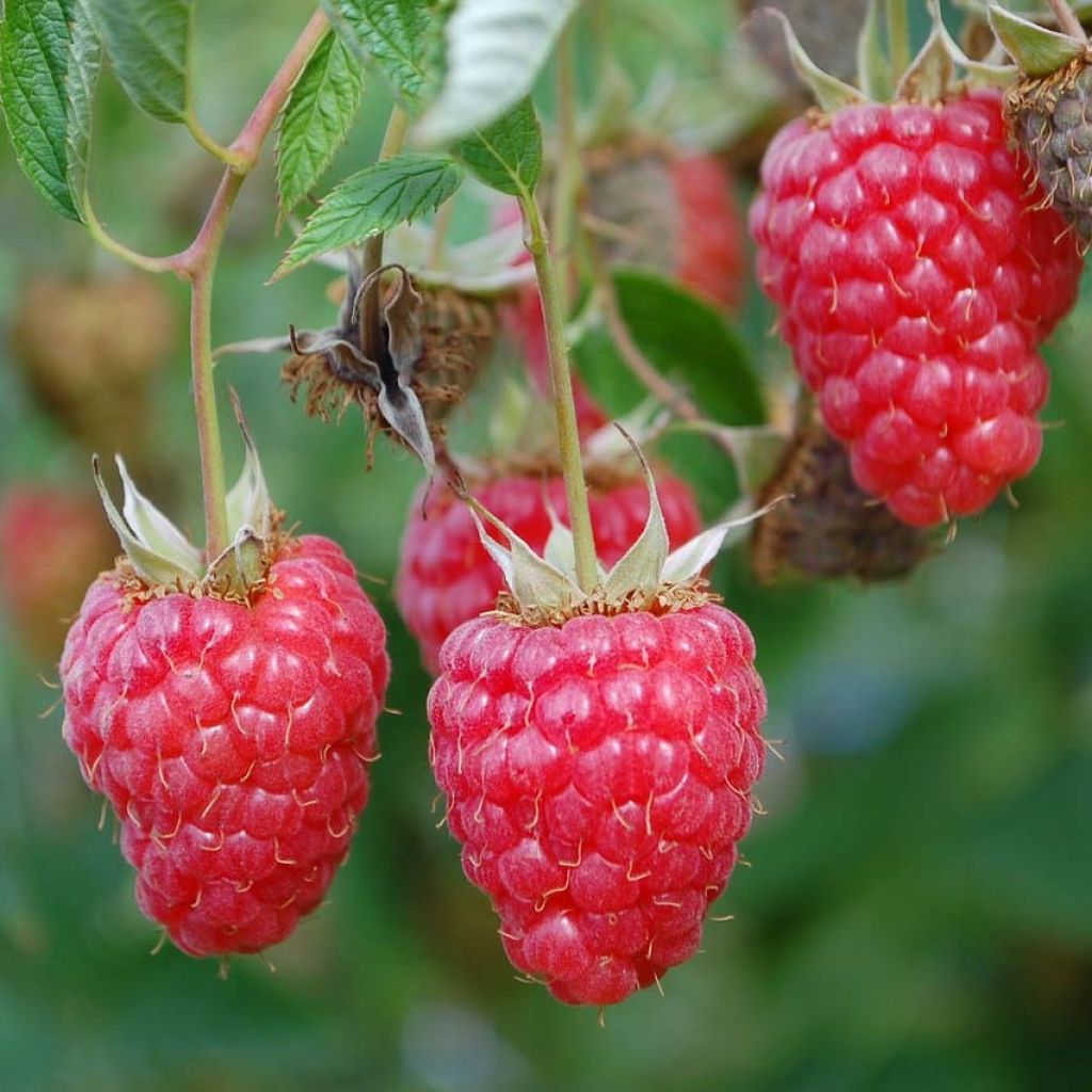 Raspberry TulaMagic - Rubus idaeus