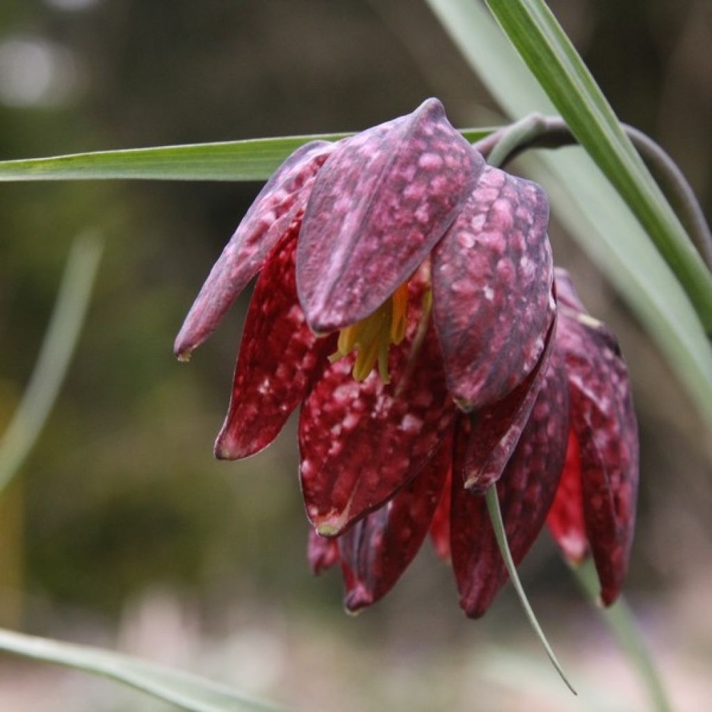 Fritillaria meleagris - Snake's Head Fritillary