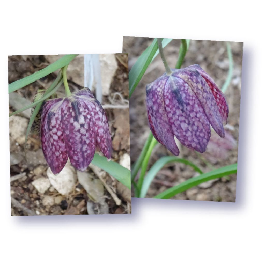 Fritillaria meleagris - Snake's Head Fritillary