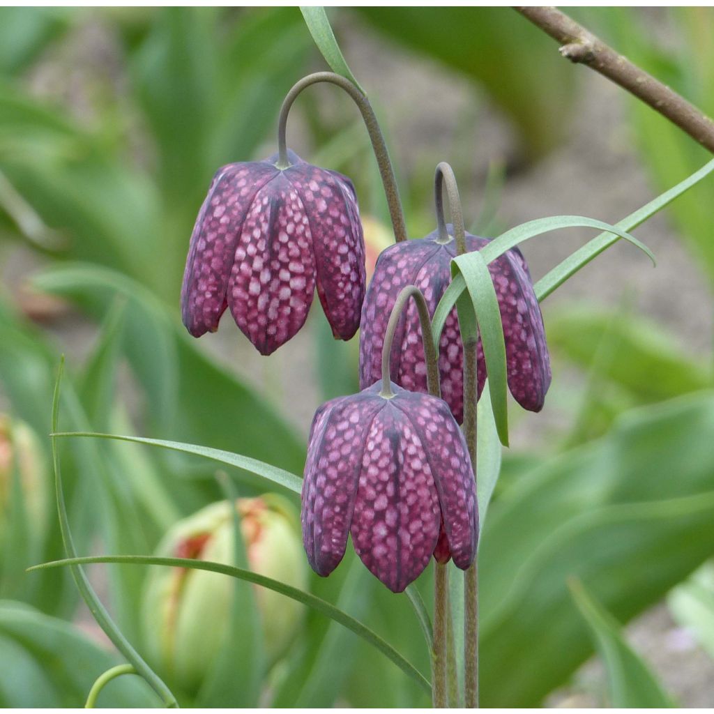 Fritillaria meleagris - Snake's Head Fritillary