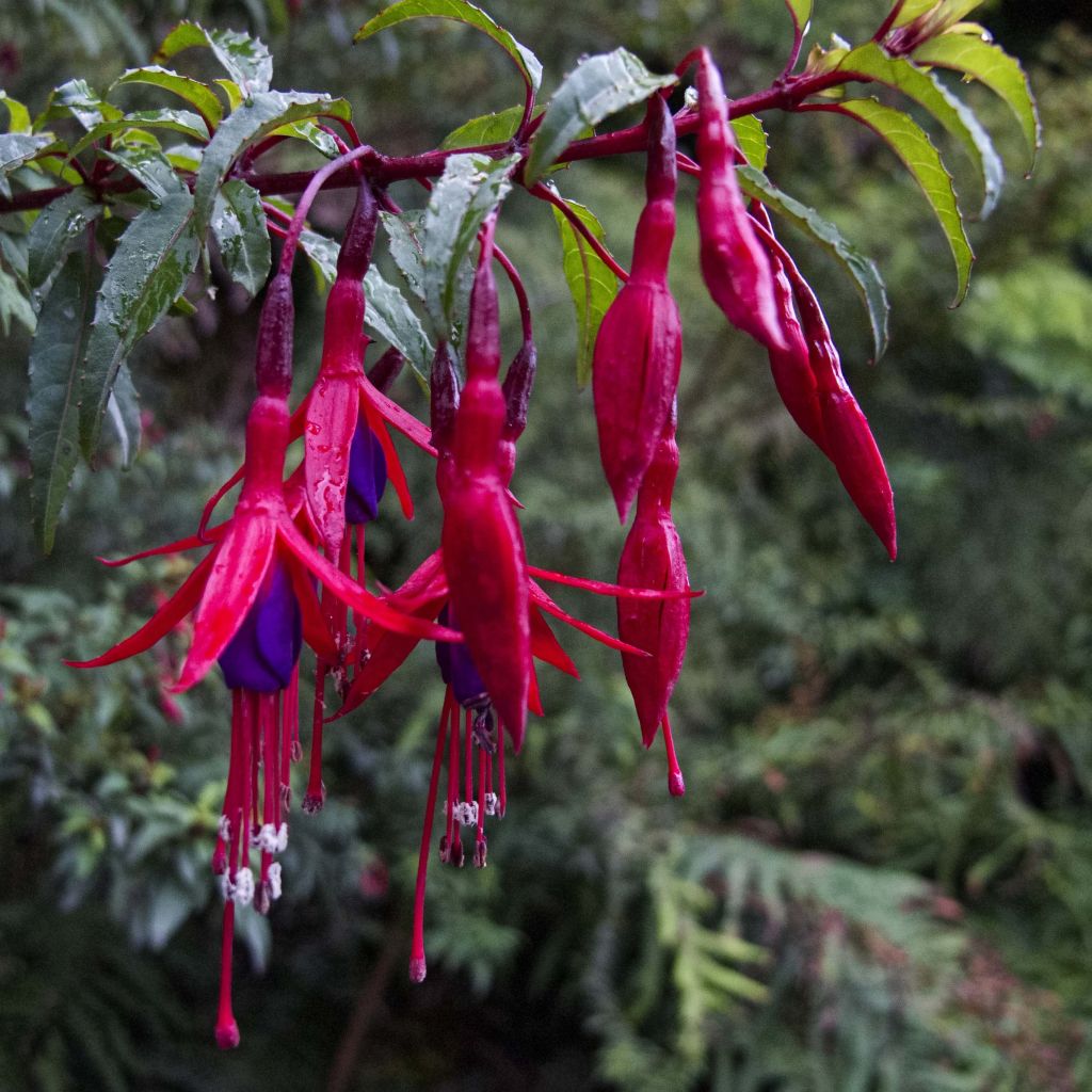 Fuchsia magellanica Riccartonii