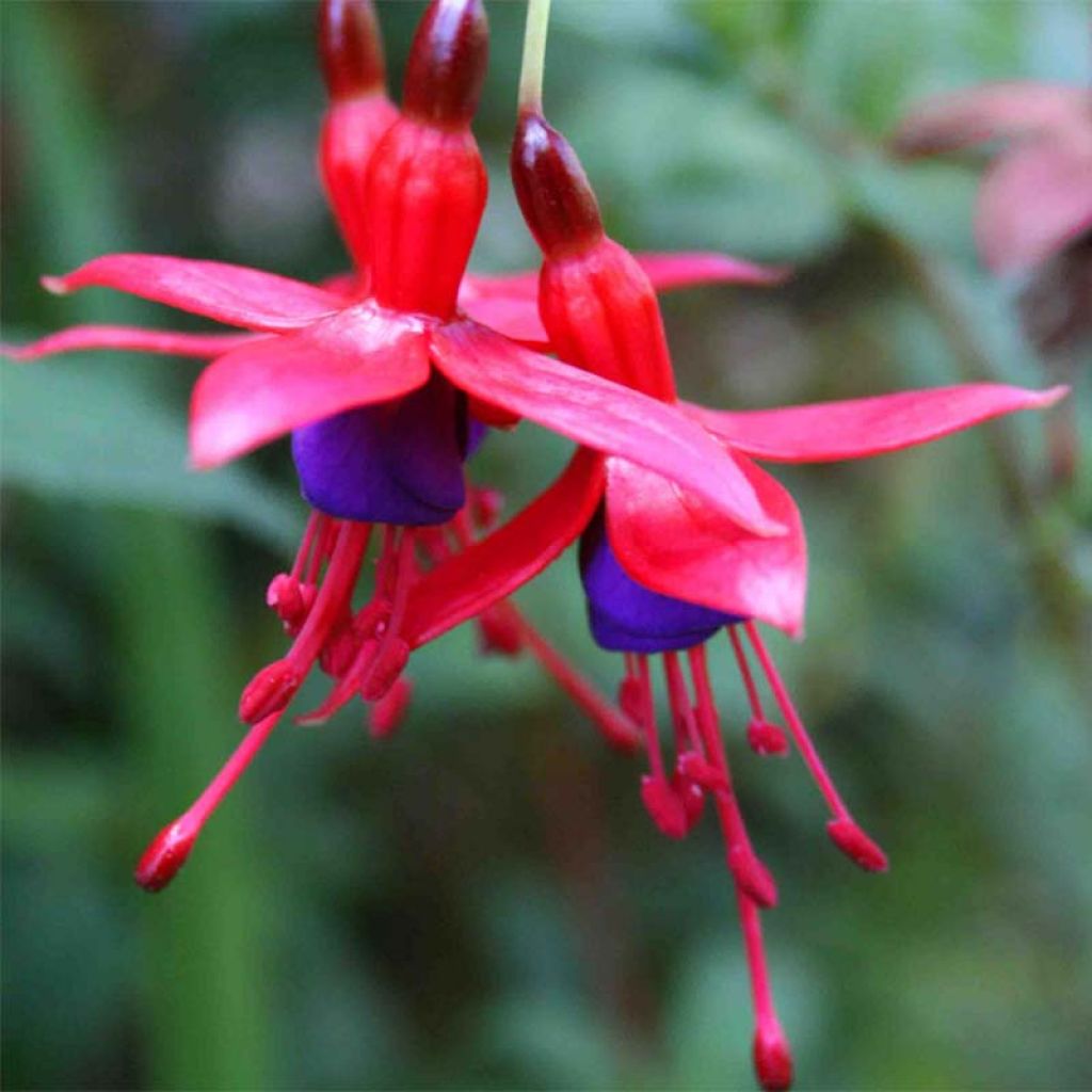 Fuchsia magellanica Riccartonii