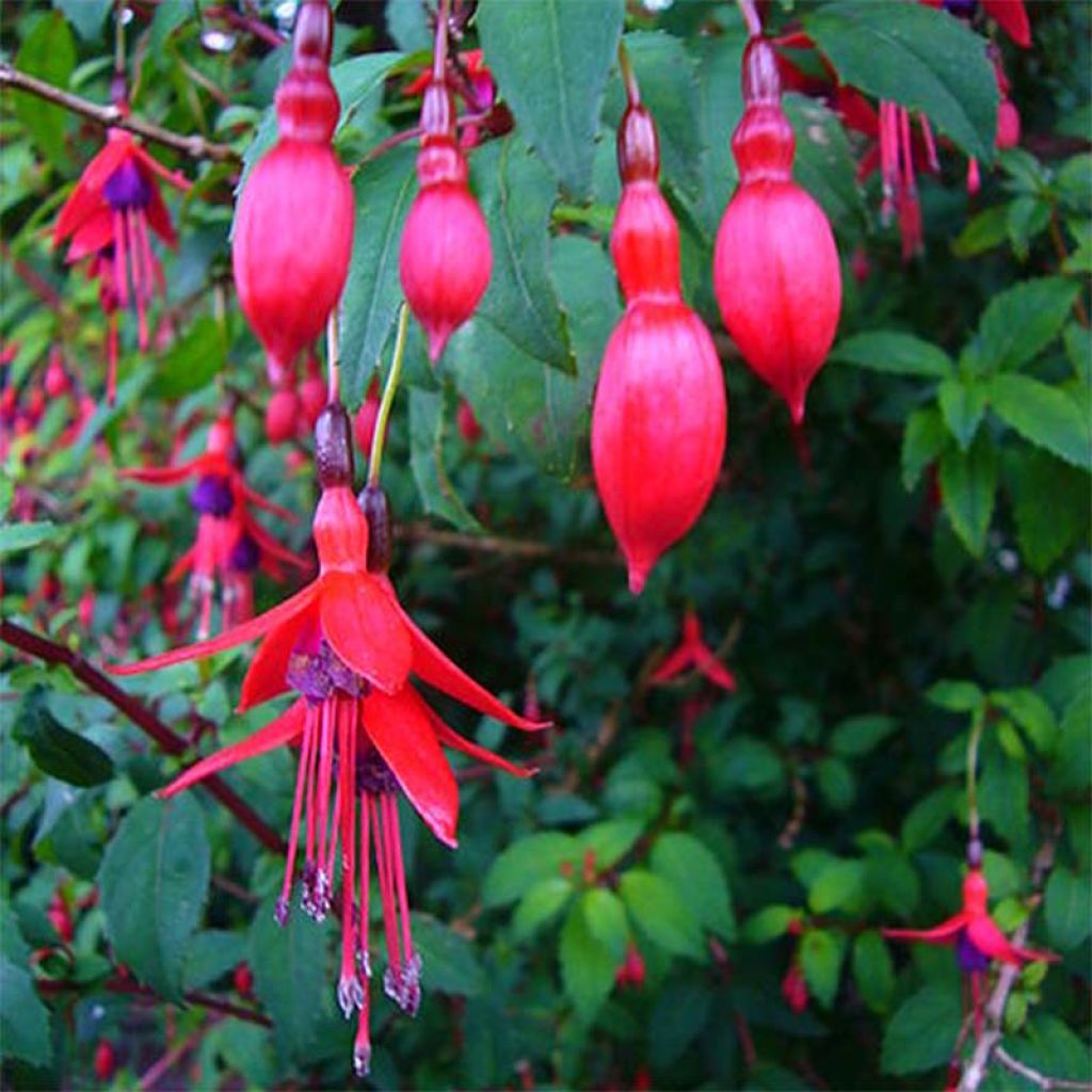 Fuchsia magellanica Riccartonii