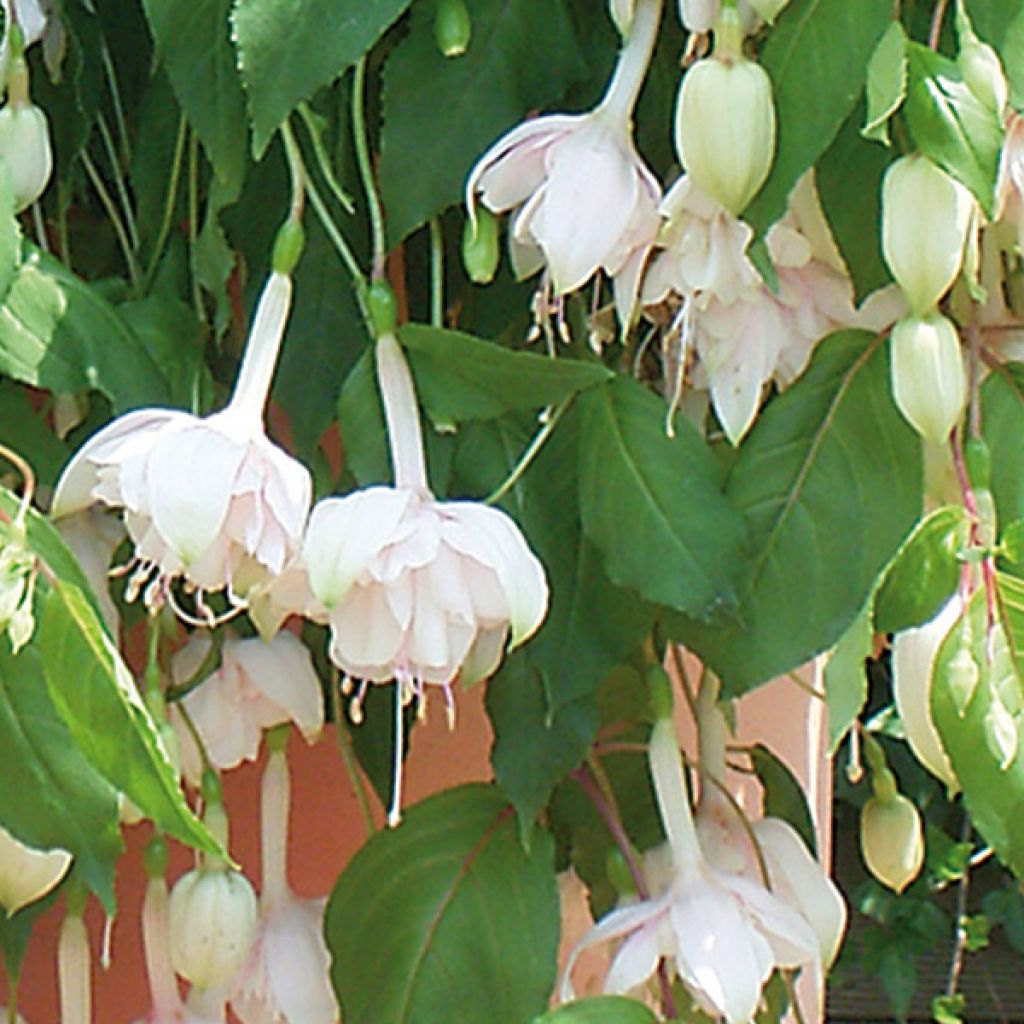 Fuchsia x hybrida Holly Beauty