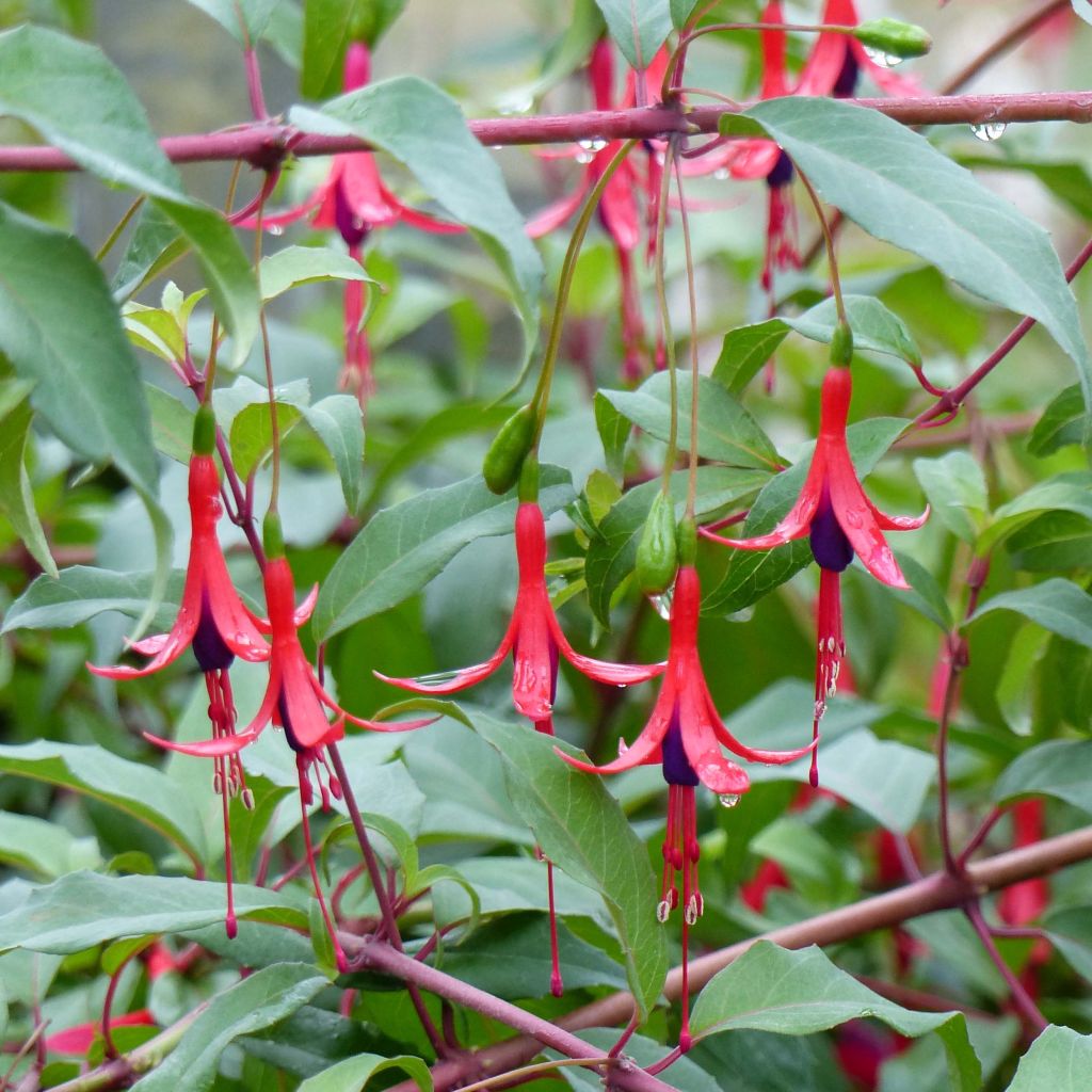 Fuchsia regia (ssp. Reitzii) Reitzii