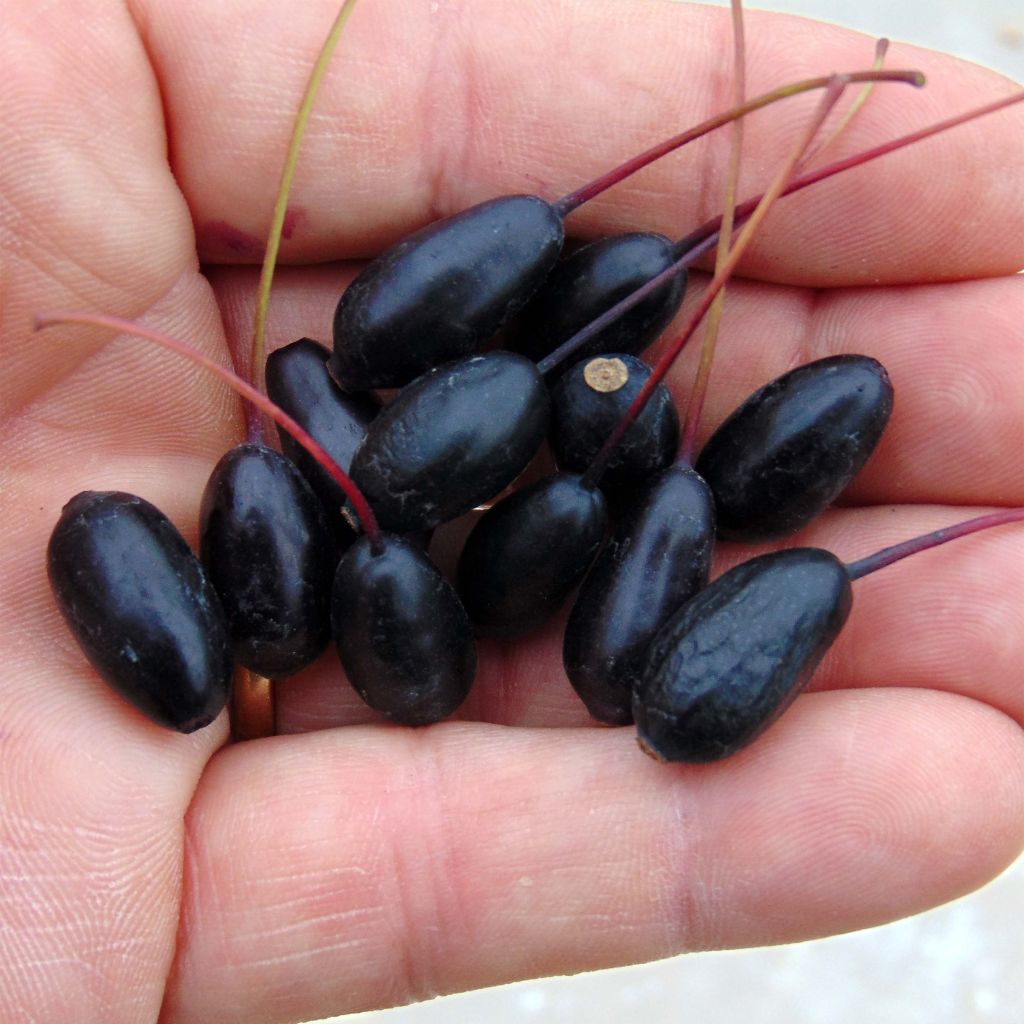Fuchsia regia Reitzii