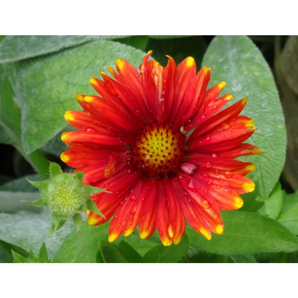 Gaillardia Arizona Red Shades Seeds