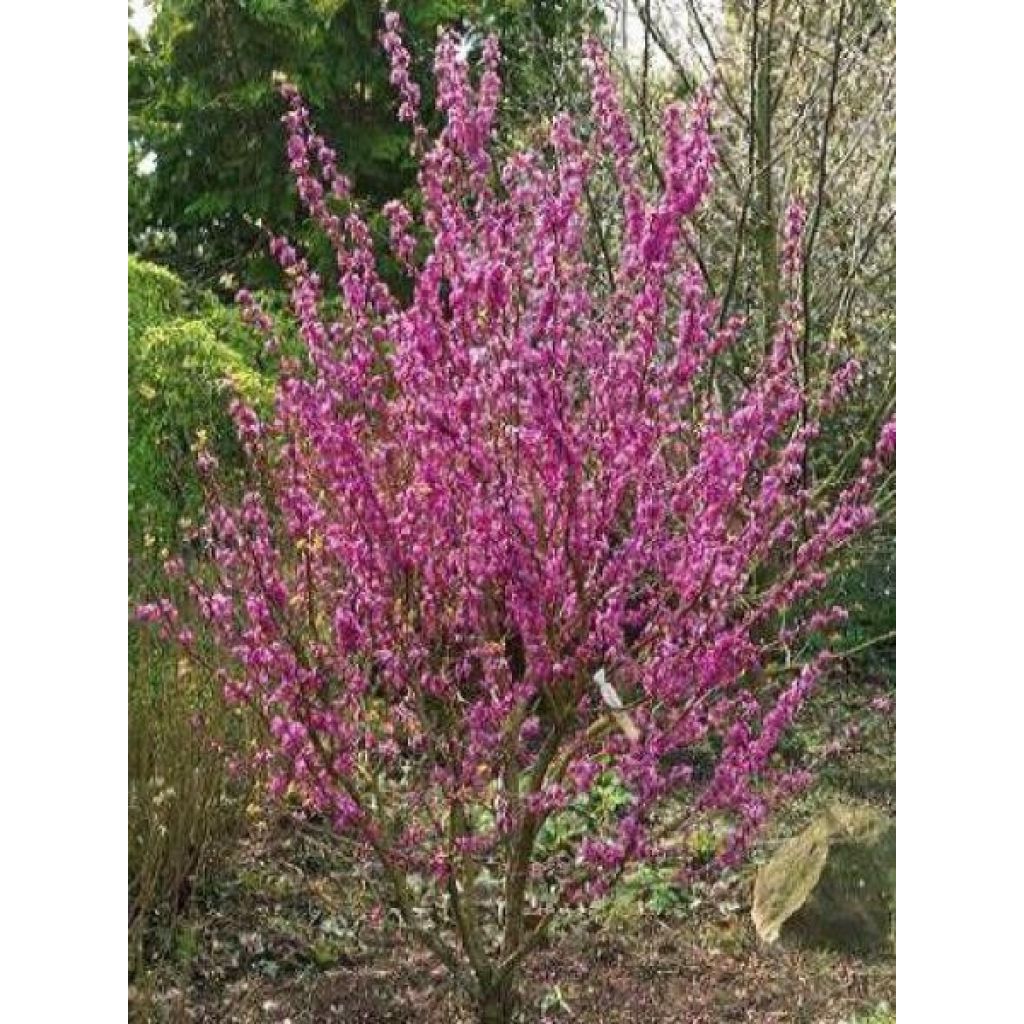 Cercis chinensis Avondale - Chinese Redbud