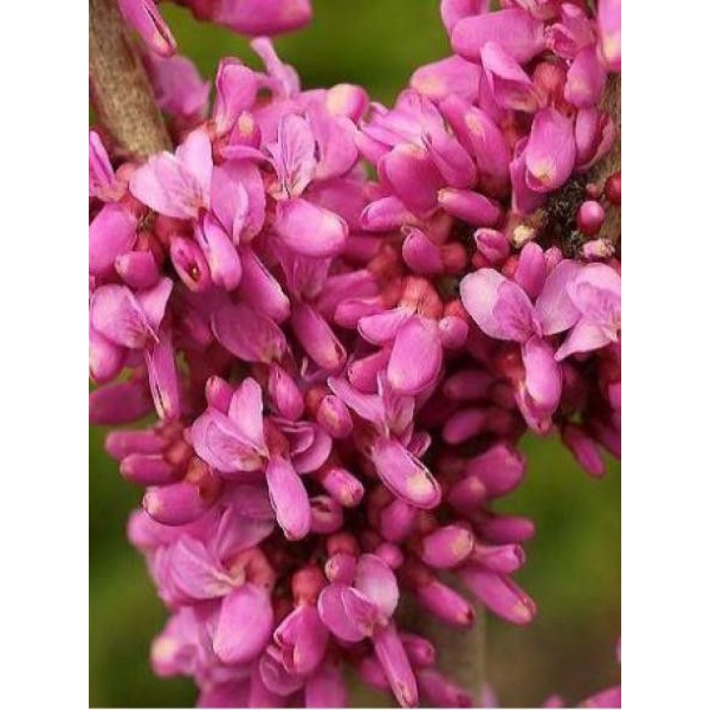 Cercis chinensis Avondale - Chinese Redbud