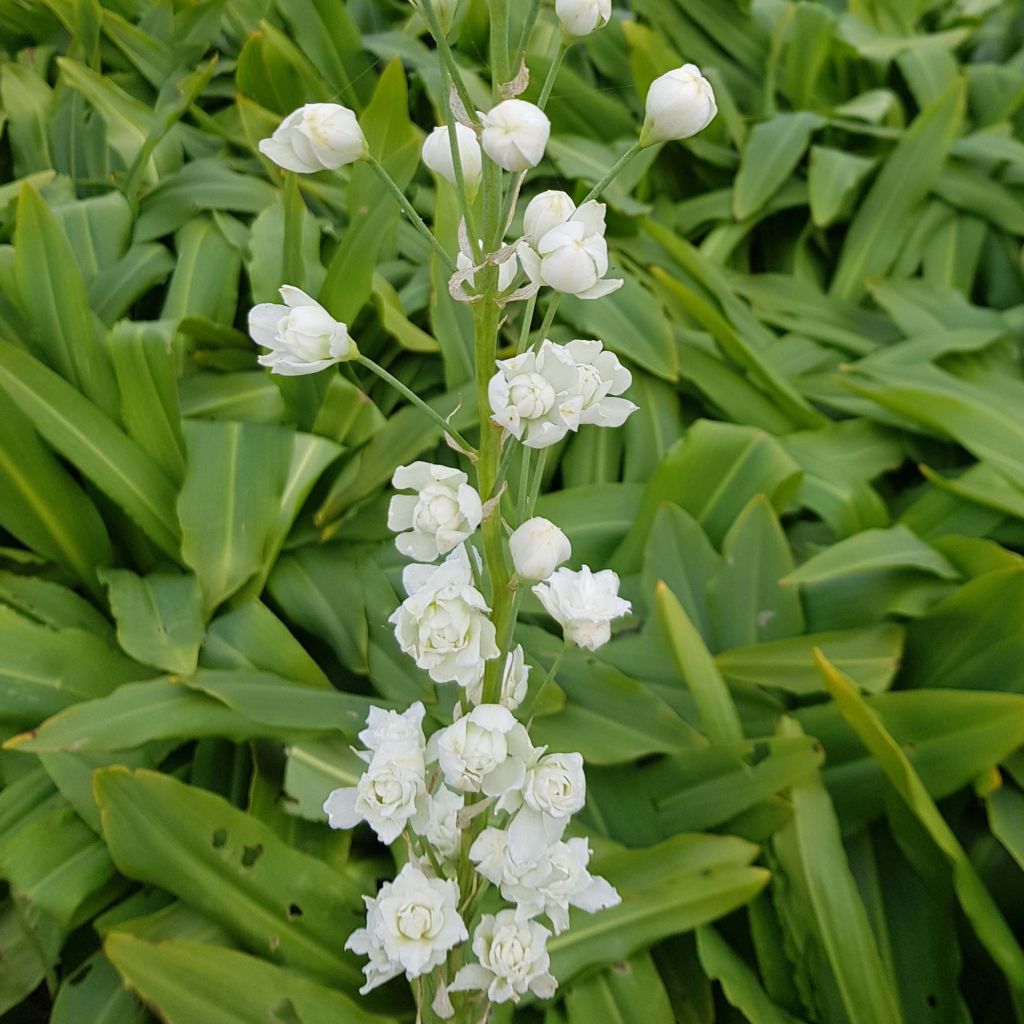 Galtonia candicans Moonbeam - Summer Hyacinth