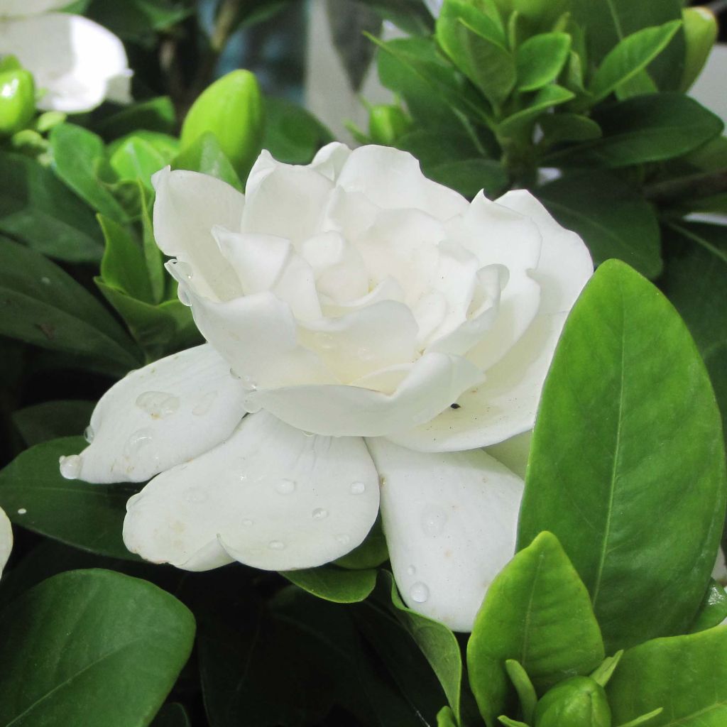 Gardenia jasminoides Crown Jewel - Cape Jasmine