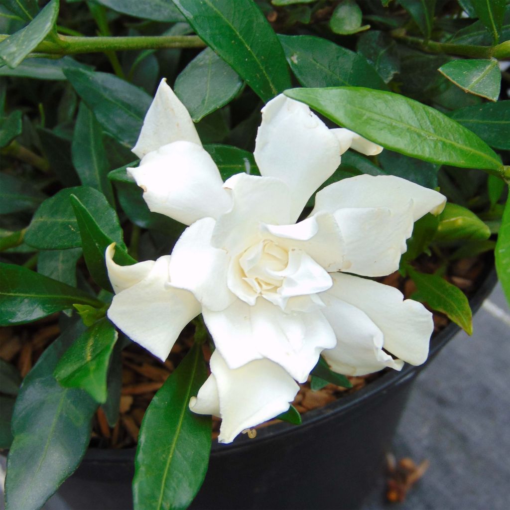 Gardenia jasminoides Perfumed Petticoats