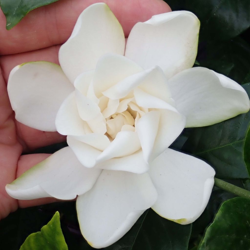 Gardenia jasminoides Summer Snow