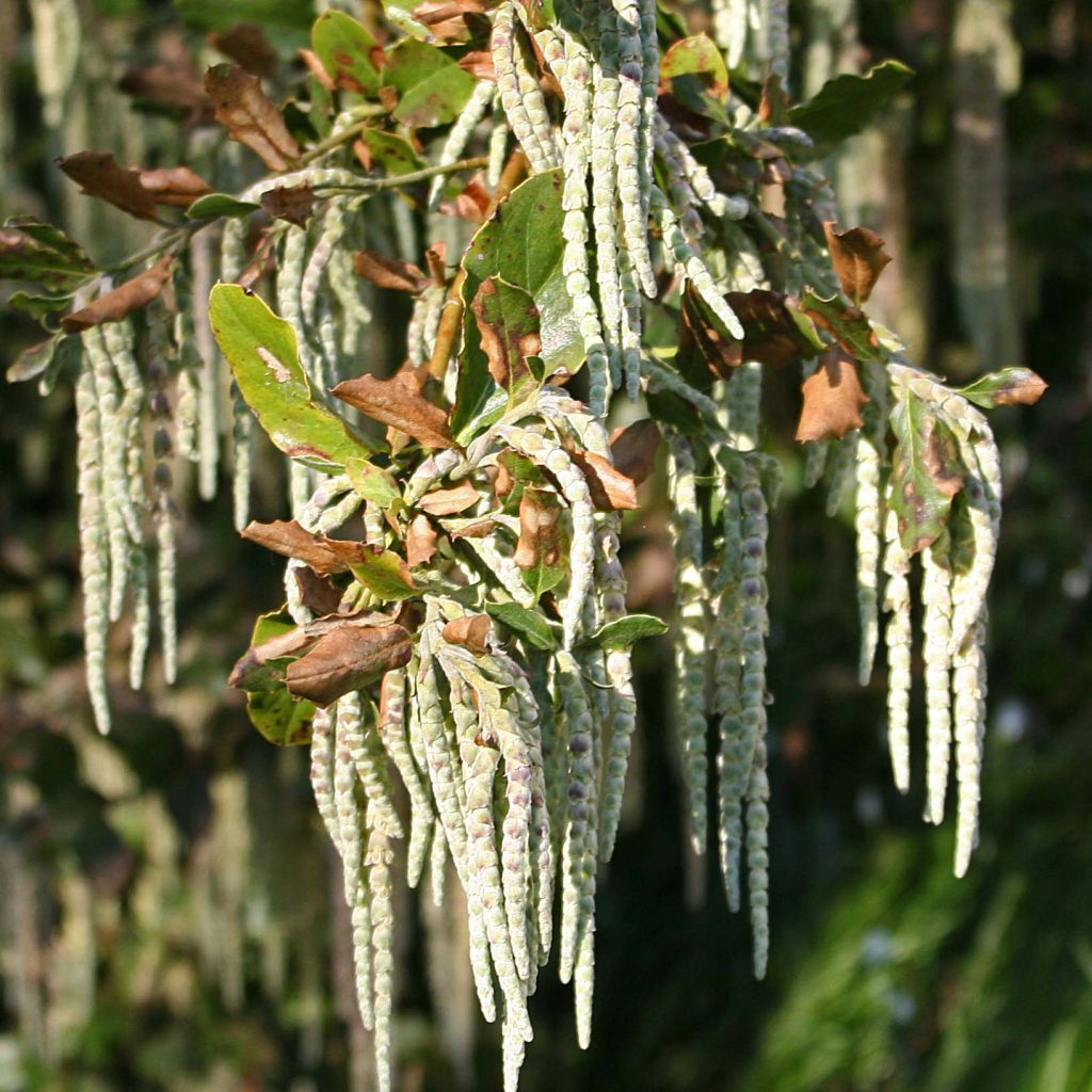 Garrya elliptica - Elliptical-leaved Garrya