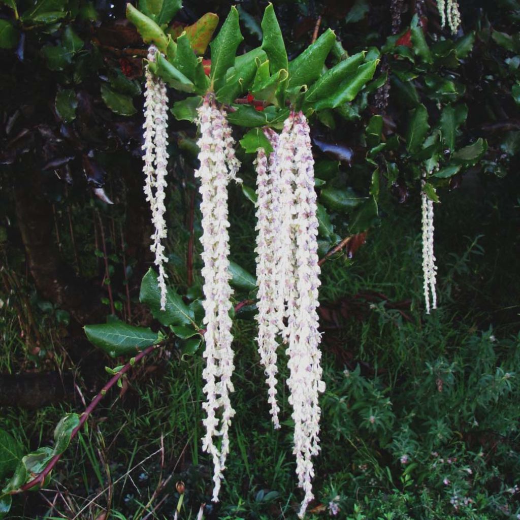 Garrya elliptica - Elliptical-leaved Garrya