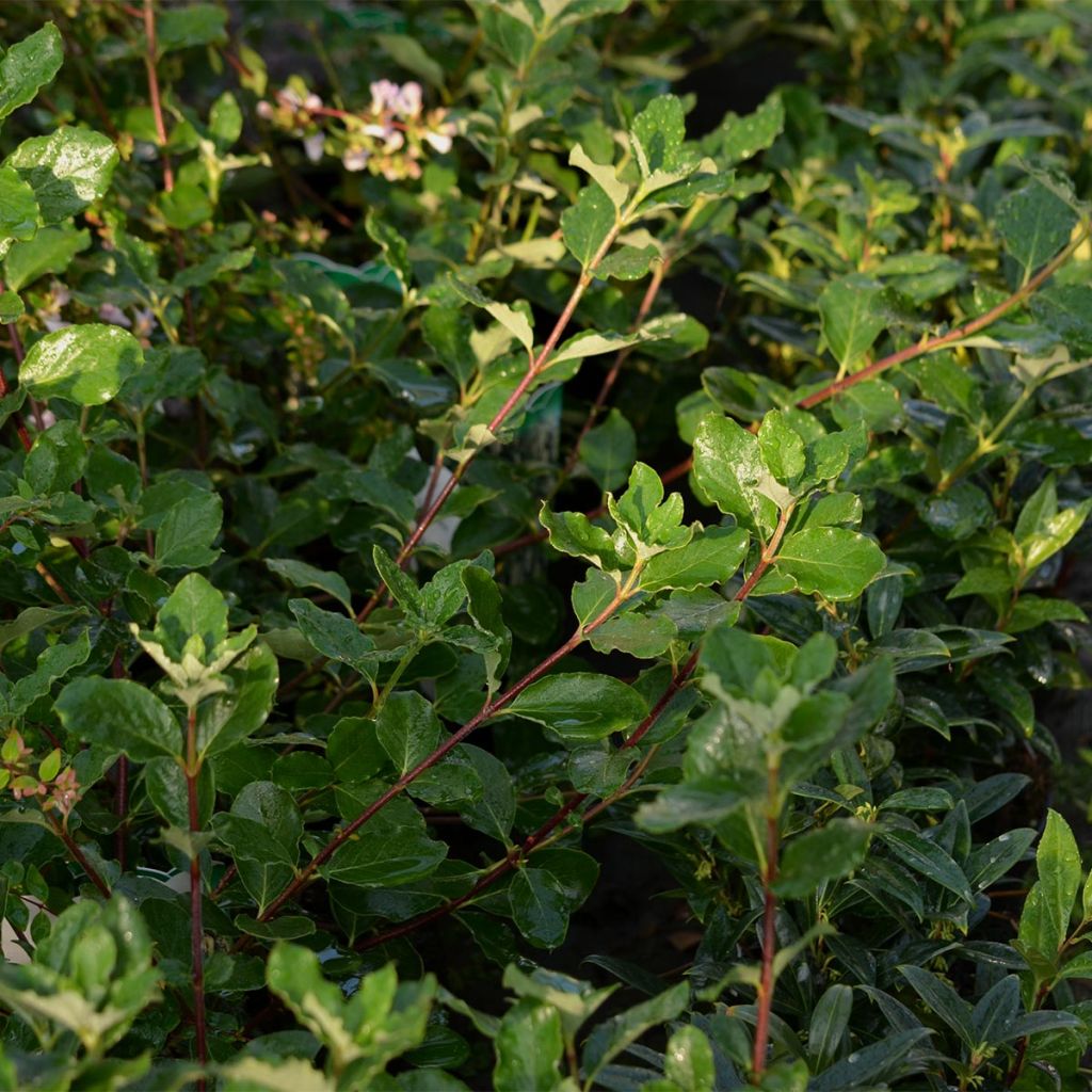 Garrya elliptica - Elliptical-leaved Garrya