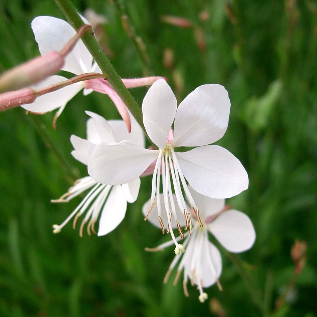 Gaura lindheimeri Summer Breeze