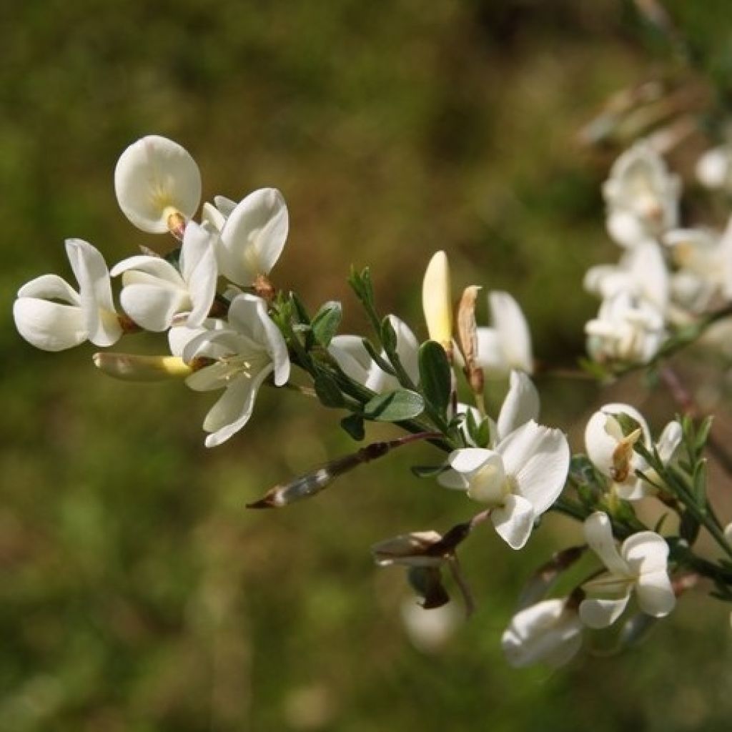 Cytisus praecox Albus