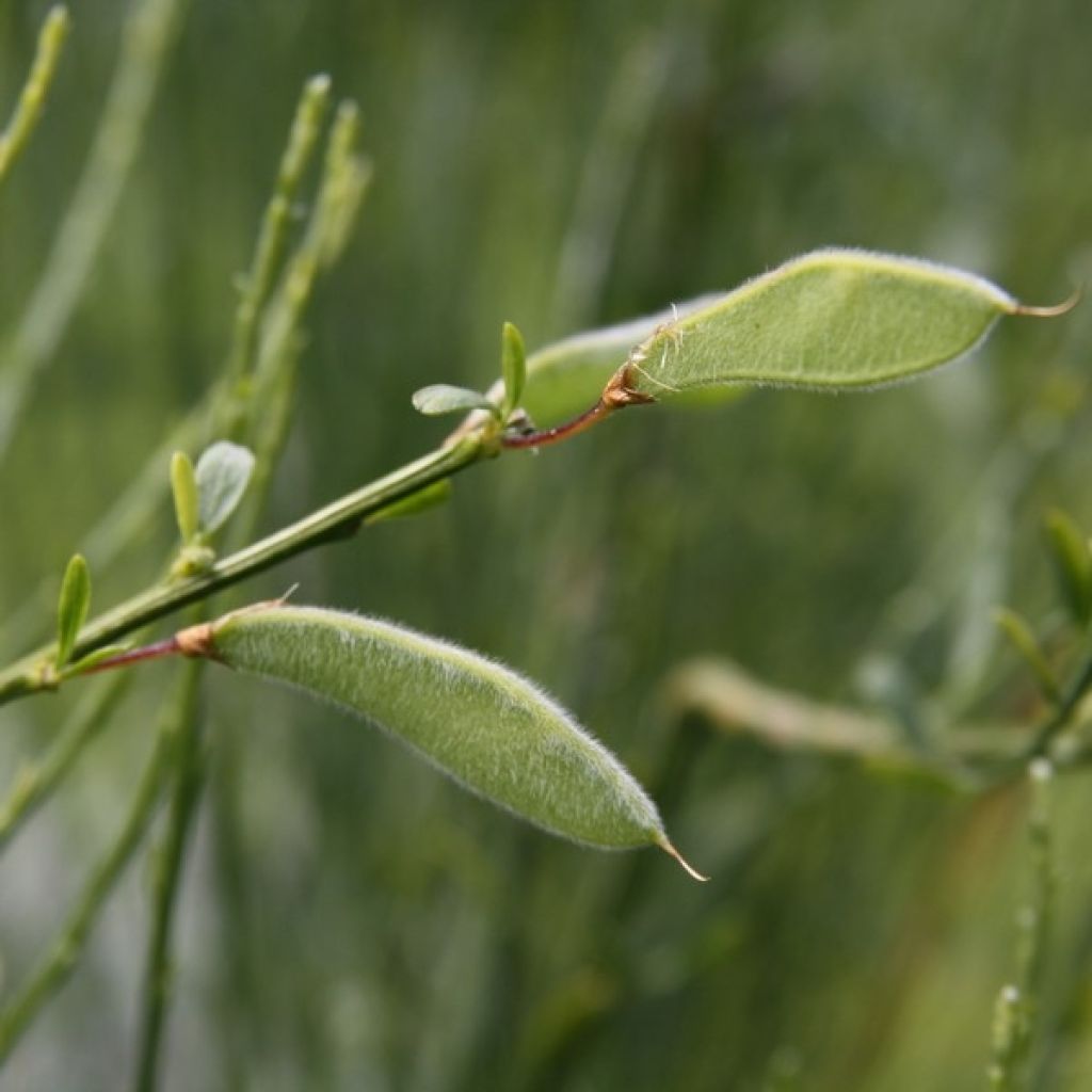 Cytisus praecox Albus