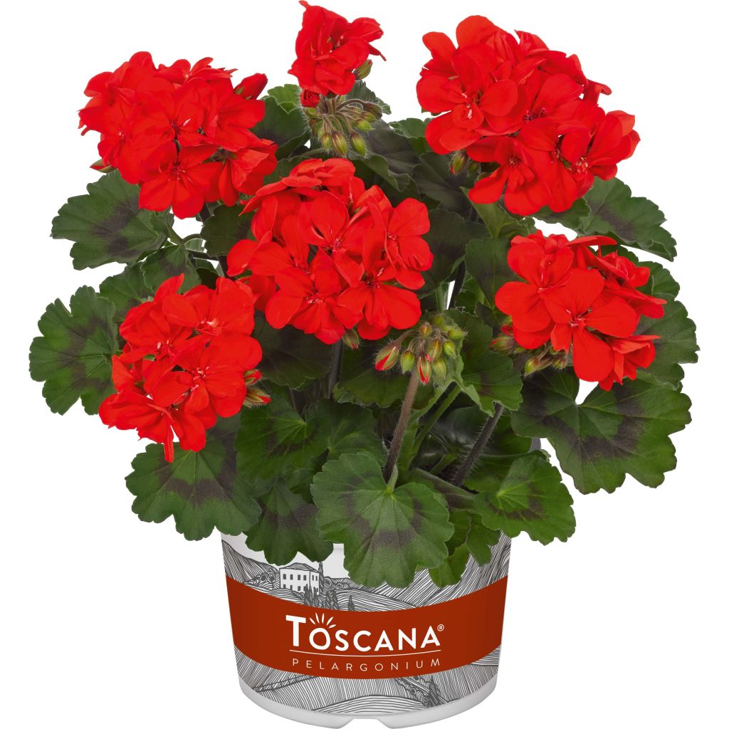 Pelargonium Interspecific Specials Alm-Geranium Scarlet