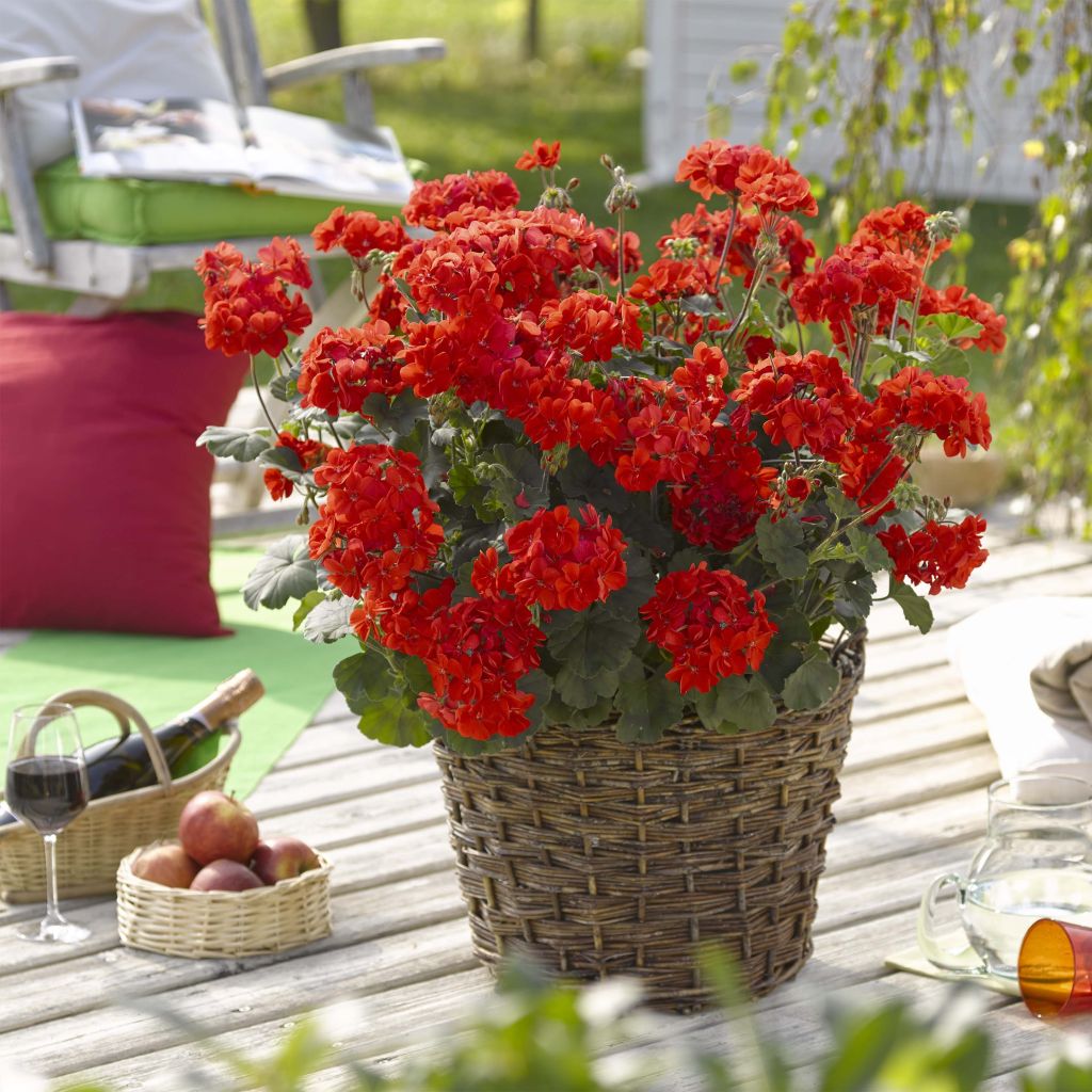 Pelargonium Interspecific Specials Alm-Geranium Scarlet