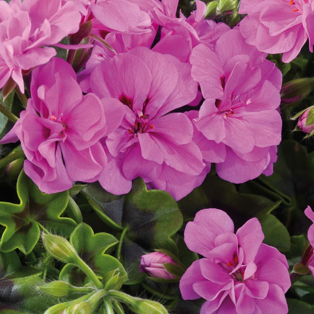 Pelargonium Big 5 Amethyst - Ivy Geranium