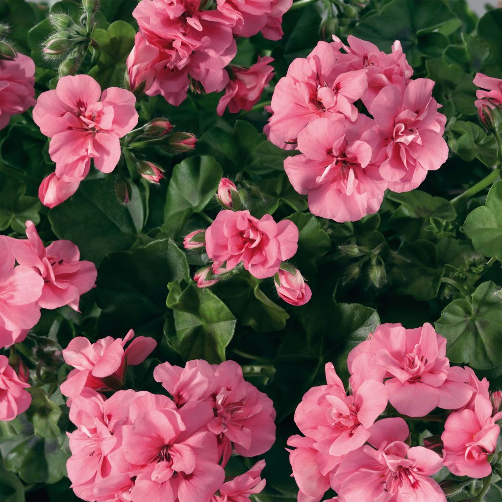 Pelargonium Big 5 Light Pink - Ivy Geranium